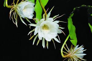 昙花什么时候开 家居花卉常识介绍