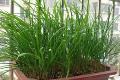 阳台盆栽蔬菜种植方法 自己动手种出健康蔬菜