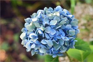 【绣球花价格】绣球花市场批发价格一览