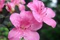 杜鹃花怎么养