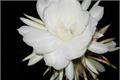 昙花的养殖方法 昙花图片欣赏