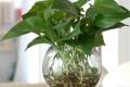 家庭如何养水培植物 水培绿萝的养殖方法