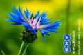 【矢车菊】矢车菊的花语,矢车菊图片大全