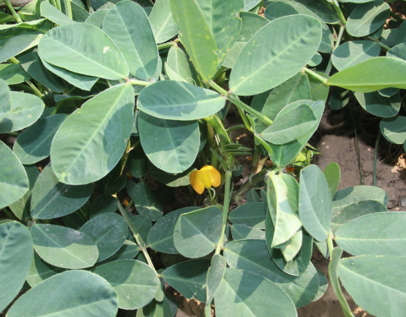 “常见食物”花生怎么种植？