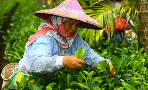 采茶姑娘，永远都是姑娘。
