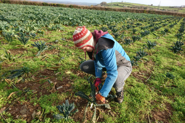 农地上“人弃我取”收割“没价值”作物–Gleaning