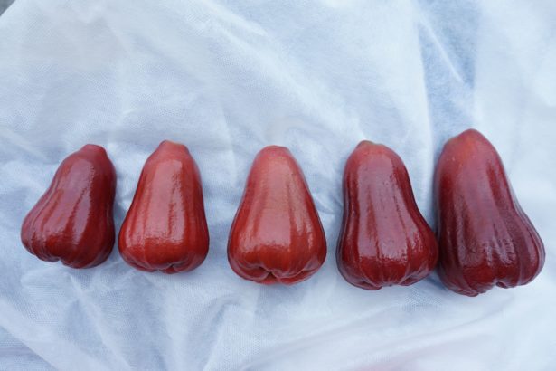 《透南风。旬味》多管齐下的守护红色风铃果实
