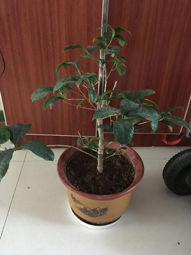 四季桂不开花是什么原因造成的