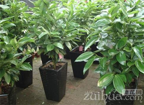 平安树怎么种植方法