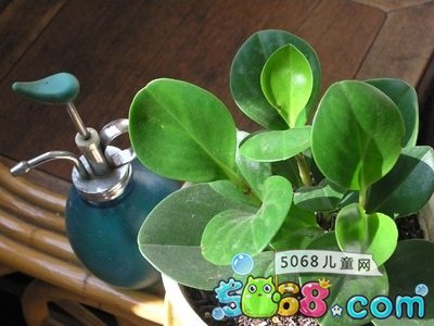 怎么养殖豆瓣绿