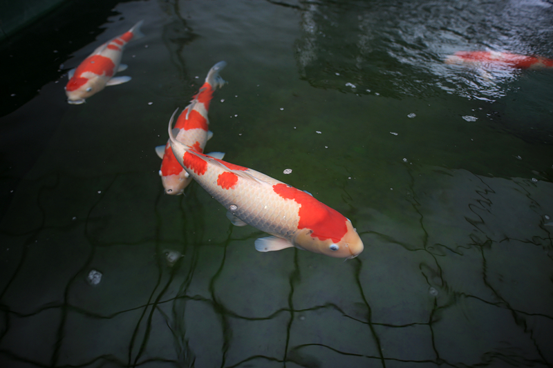 三分钟教会你选购锦鲤，锦鲤水族箱的水质监控你做好了吗