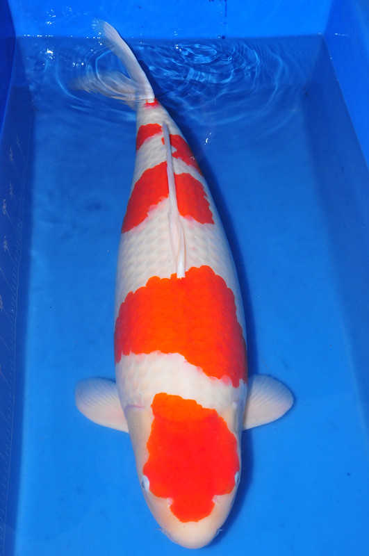 锦鲤疾病症状，日本锦鲤，精选单照，尺寸59-71CM。