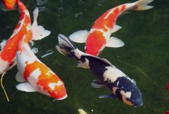 锦鲤养殖技术，秋季是锦鲤鱼常见病之皮肤充血病