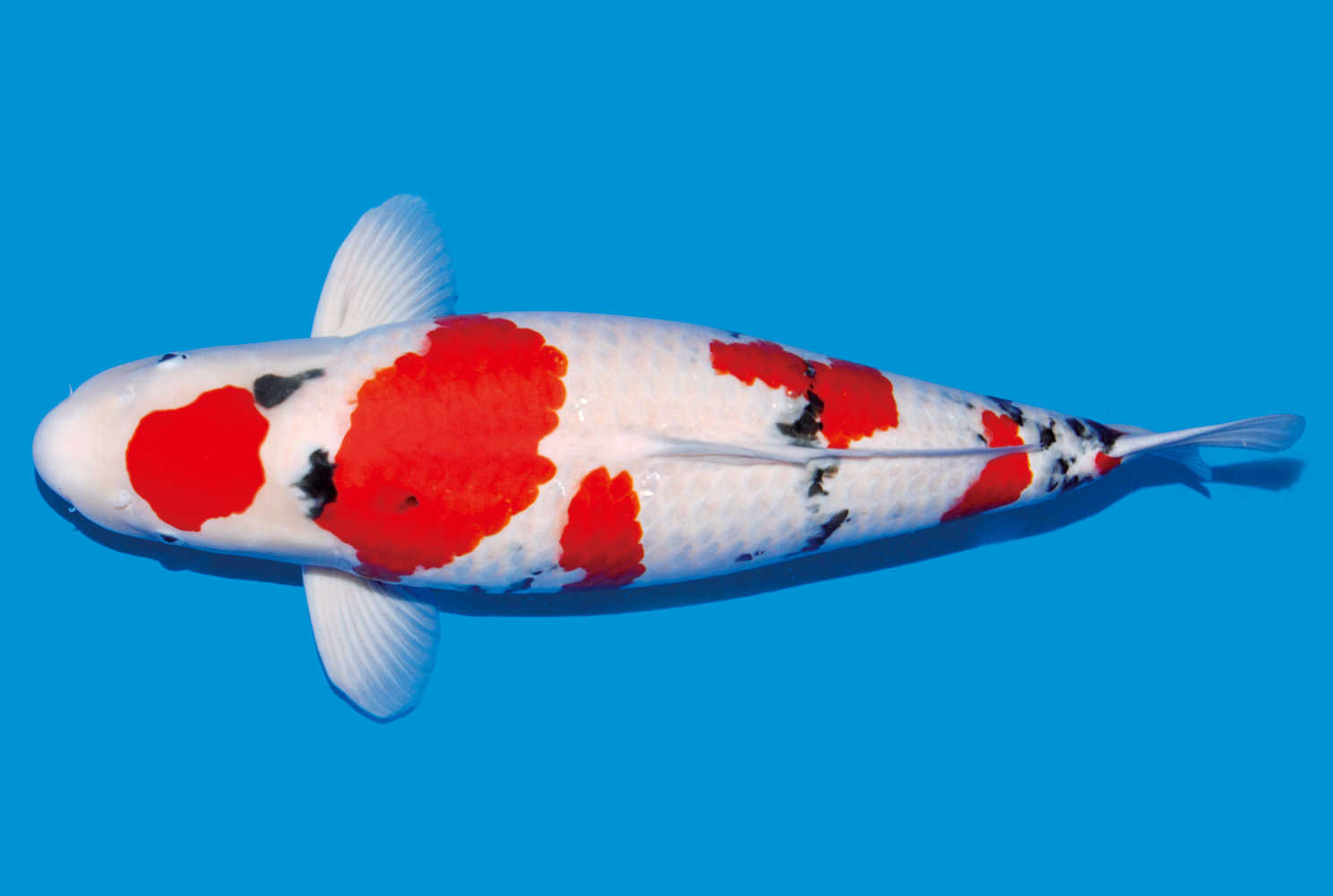 锦鲤皮肤病治疗方法，怎样治疗锦鲤竖鳞病