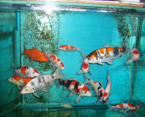 锦鲤和什么鱼一起养好，锦鲤的水族箱天地