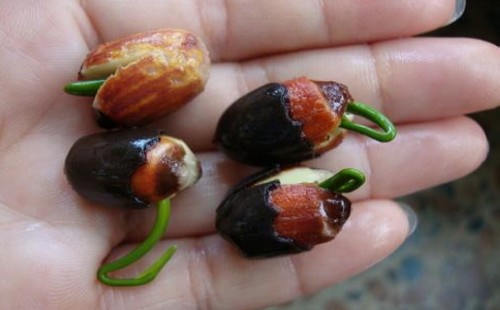 碗莲的种植生长温度