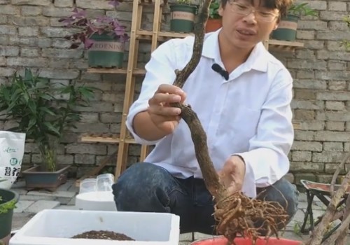 三角梅老桩怎么种