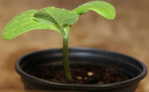 适合秋季种植的花卉有哪些