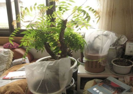 清香木老桩怎样栽培-清香木种植方法