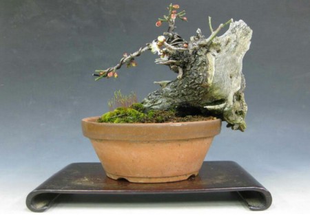 梅花盆景栽培技术