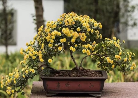 菊花盆景栽培技术详解，掌握种植与养护方法
