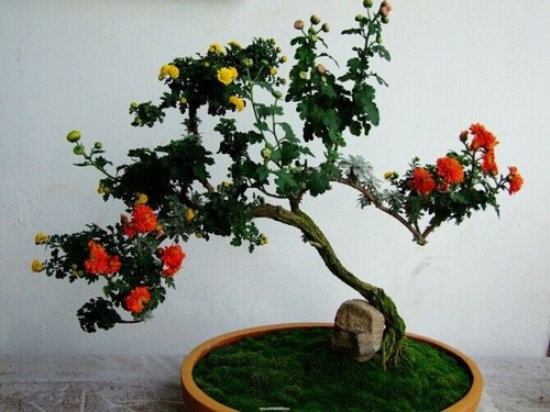 盆栽菊花种植技术与养护方法详解