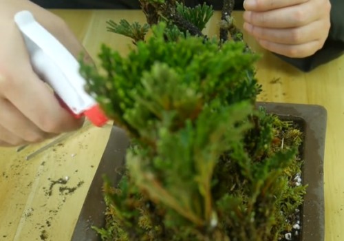 如何制作卷柏盆景