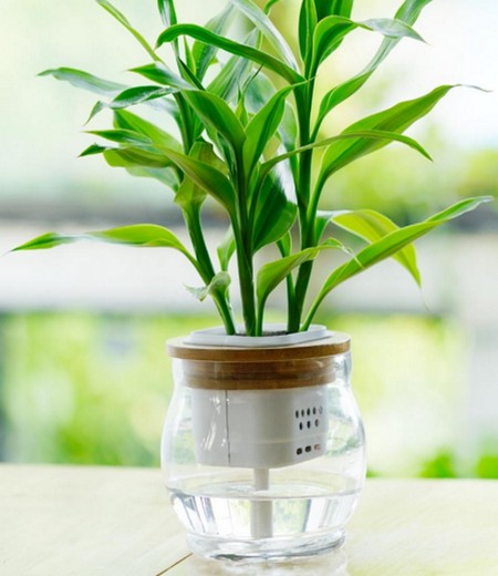富贵竹种植方法