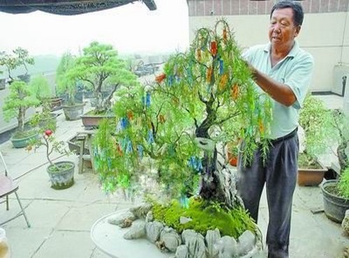 枸杞盆景制作方法