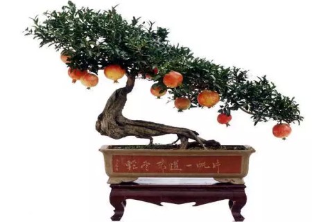 石榴树盆景制作技术与方法详解
