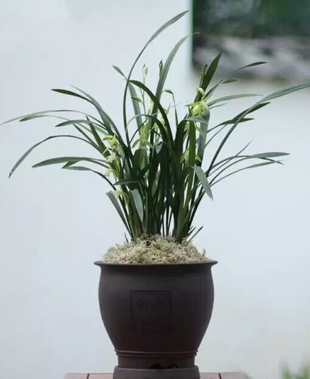 兰花盆景制作怎样布局