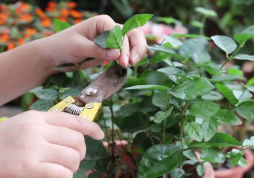 茉莉花怎么养才能多开花？养护方法详解