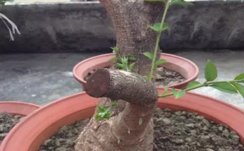 夏鹃盆景的养胚造型