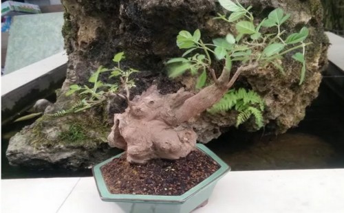 黄荆盆景移植后的养护