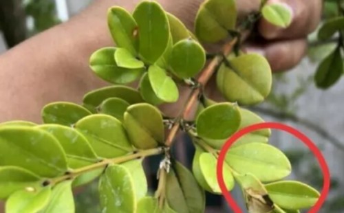 黄杨盆景叶子发黄怎么办？原因与解决方法
