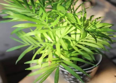 袖珍椰子的养殖方法和注意事项