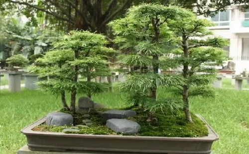 盆景怎么可以不换土