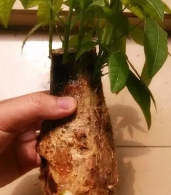 发财树烂根还能活吗？发财树烂根怎么处理