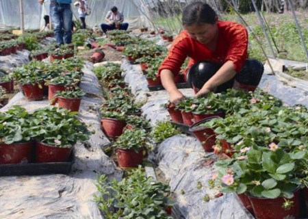 草莓种植怎么除草？实用方法与技巧