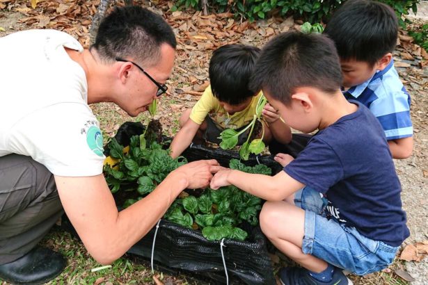 当农夫市集进到幼儿园～小孩爱吃自种豆芽菜，纹白蝶好可爱不要来偷吃