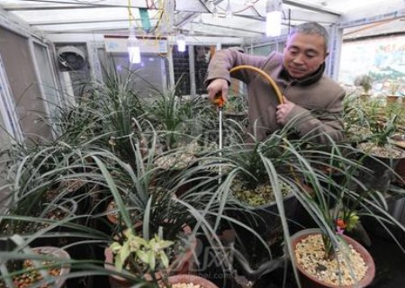 盆栽兰花的养殖方法有哪些？