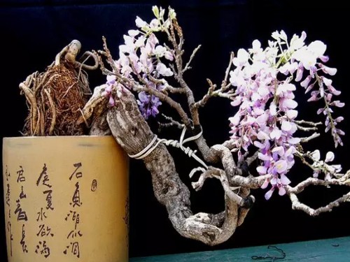 盆栽紫藤不开花的原因