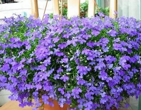 盆栽六倍利（翠蝶花）养护技巧