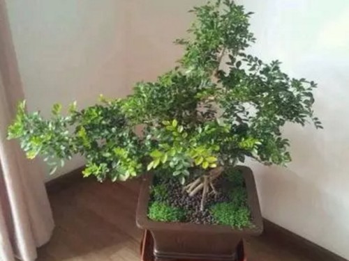 小叶紫檀盆景怎么养