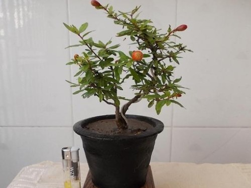 盆栽石榴不开花是什么原因