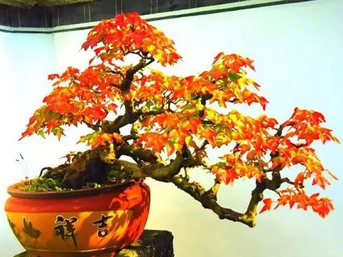 三角枫盆景怎么养？养护方法及注意事项