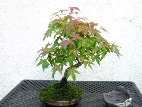 鸡爪枫（鸡爪槭）盆景的取材