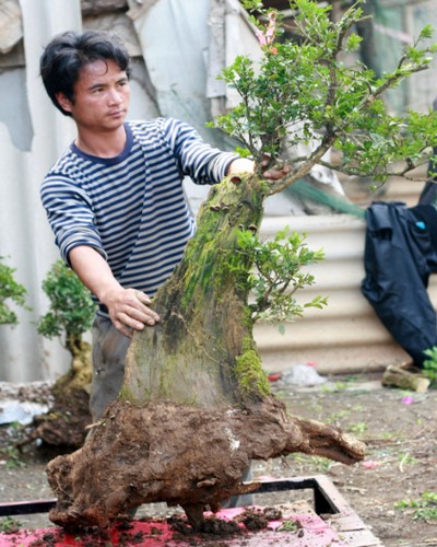 盆景野外采桩的方法及注意事项