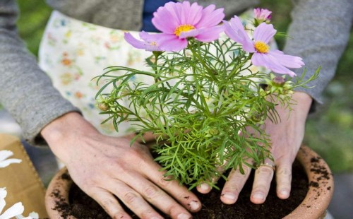种植波斯菊需要使用营养土吗
