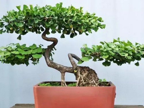银杏盆景的选材与培育